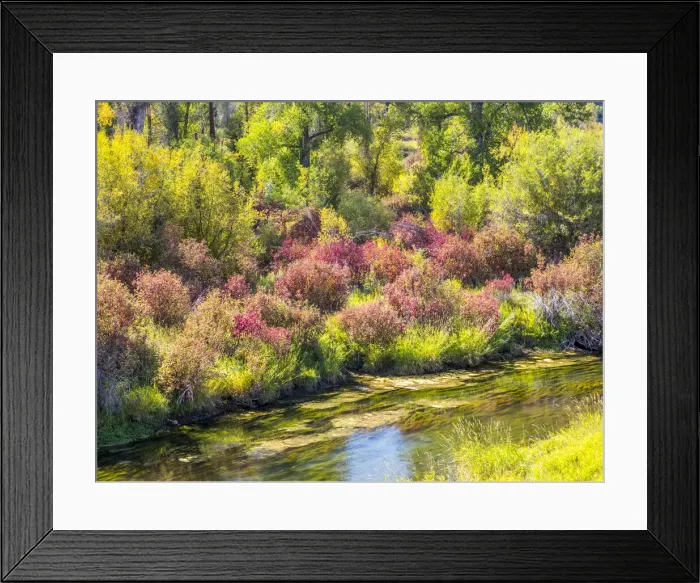 Framed Print : USA, Idaho, Swan Valley along the snake river dogwood and cottonwoods in fall colors