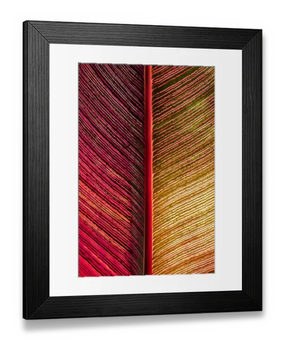 Framed Print : Tropical Vibes
