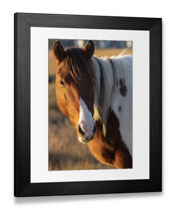 Framed Print : USA, Assateague Island, pony Framed Print : USA, Assateague Island, pony