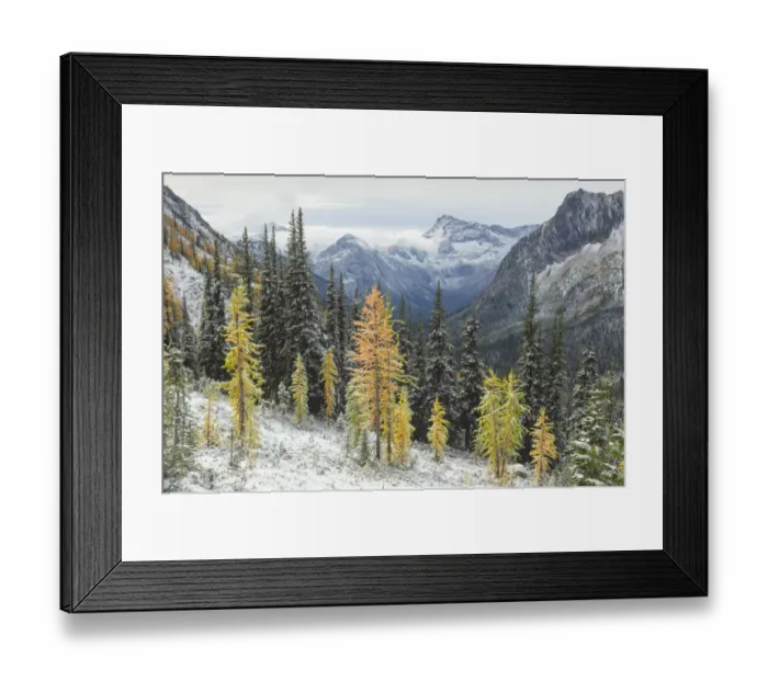 Framed Print : Larches displaying golden autumn color after fresh snowfall at Cutthroat Pass Framed Print : Larches displaying golden autumn color after fresh snowfall at Cutthroat Pass