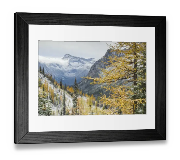 Framed Print : Larches displaying golden autumn color after fresh snowfall at Cutthroat Pass Framed Print : Larches displaying golden autumn color after fresh snowfall at Cutthroat Pass