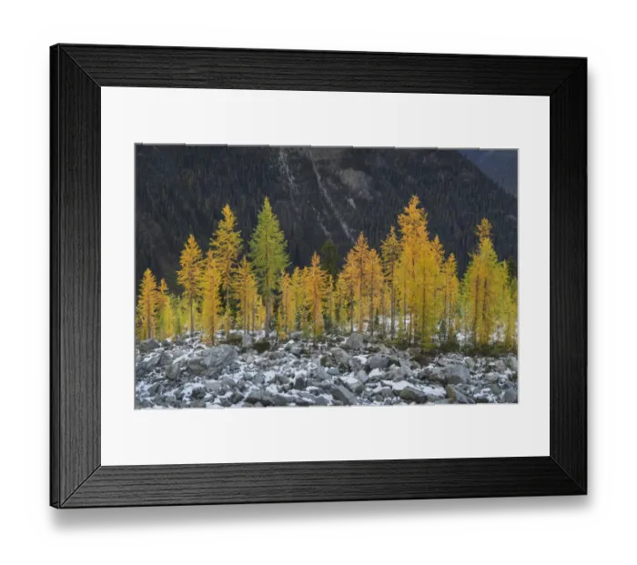 Framed Print : Alpine Larches (Larix lyallii) in autumn color. North Cascades, Washington State