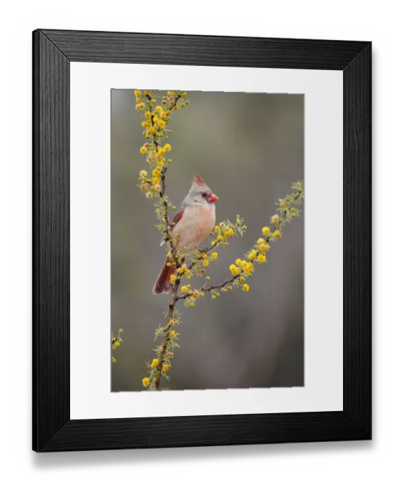 Framed Print : Northern cardinal (Cardinalis cardinalis) perched Framed Print : Northern cardinal (Cardinalis cardinalis) perched