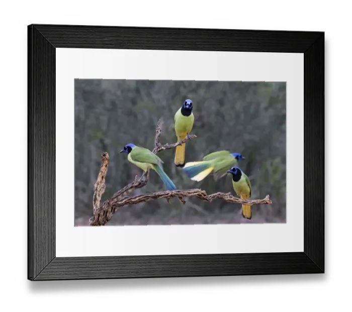 Framed Print : Green Jays (Cyanocorax yncas) perched