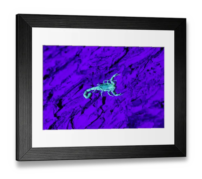 Framed Print : Bark Scorpion (Centruroides Vittatus) on mesquite bark Framed Print : Bark Scorpion (Centruroides Vittatus) on mesquite bark