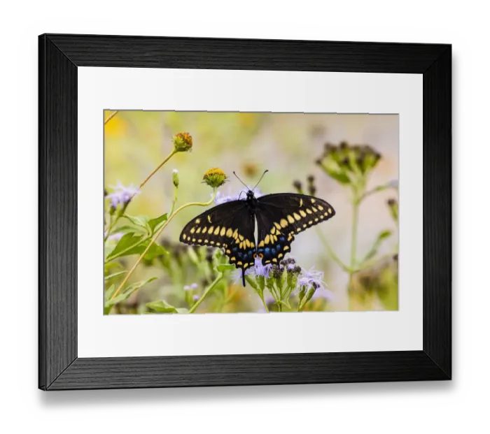 Framed Print : Black swallowtail (Papilio Polyxenes) butterfly feeding Framed Print : Black swallowtail (Papilio Polyxenes) butterfly feeding