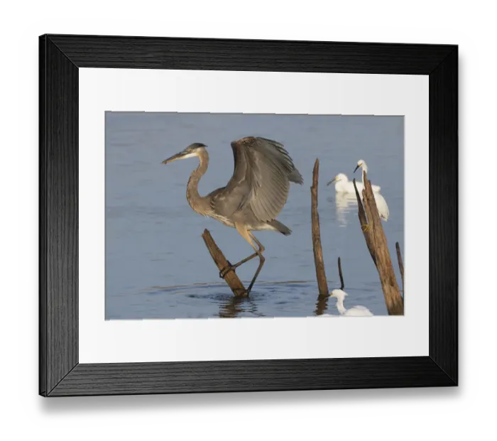 Framed Print : Great blue heron (Ardea Herodias) landing Framed Print : Great blue heron (Ardea Herodias) landing