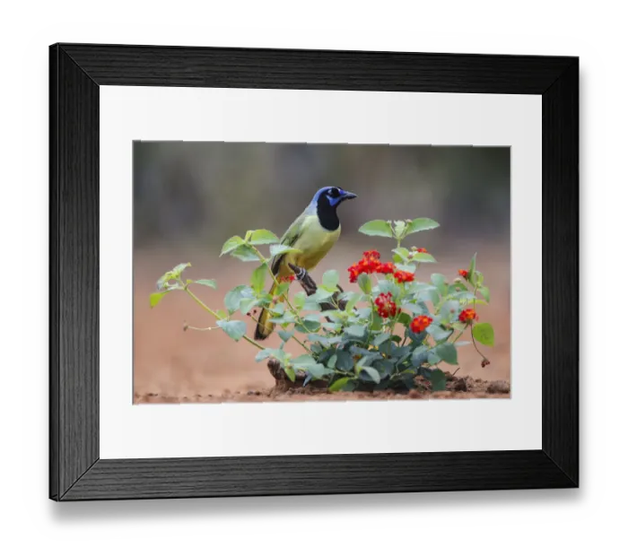 Framed Print : Green jay (Cyanocorax Yncas) perched in wildflowers Framed Print : Green jay (Cyanocorax Yncas) perched in wildflowers