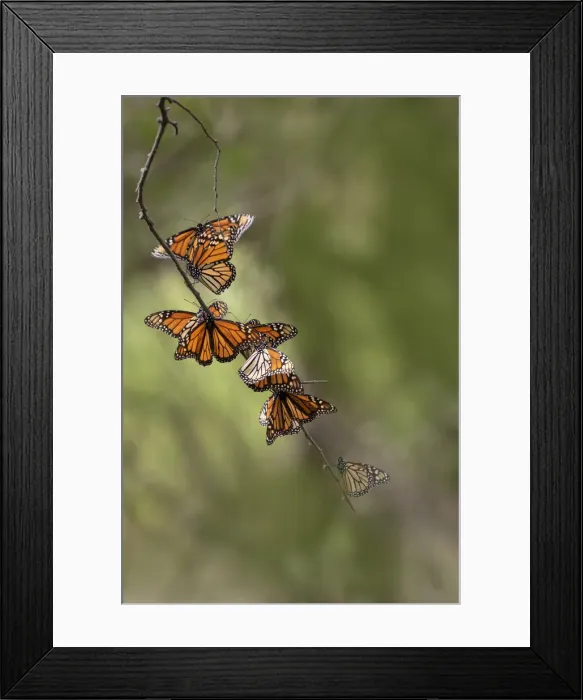 Framed Print : Monarch (Danaus Plexippus) roosting Framed Print : Monarch (Danaus Plexippus) roosting