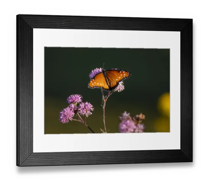 Framed Print : Queen (Danaus gilippus) feeding at aster flowers