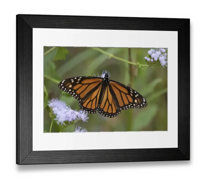 Framed Print : Monarch (Danaus Plexippus) feeding Framed Print : Monarch (Danaus Plexippus) feeding