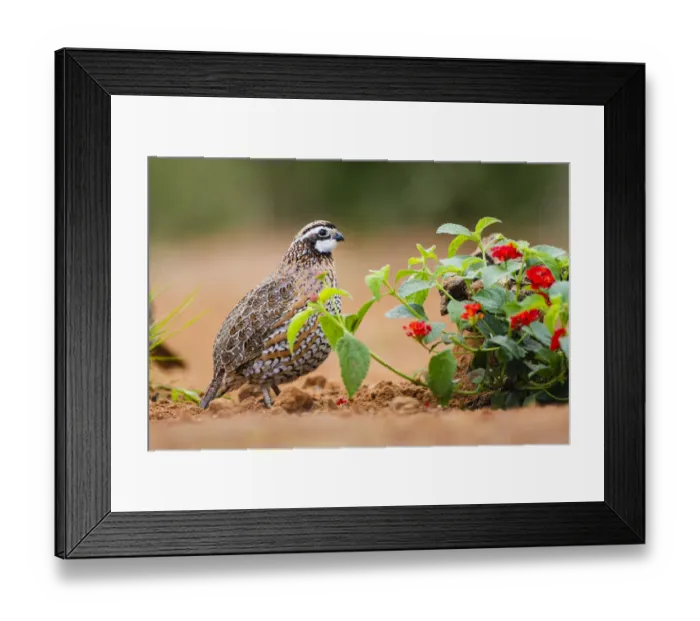 Framed Print : Northern bobwhite (Colinus virginianus) foraging