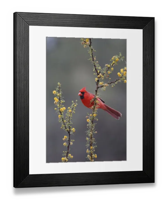 Framed Print : Northern cardinal (Cardinalis cardinalis) perched in tree Framed Print : Northern cardinal (Cardinalis cardinalis) perched in tree