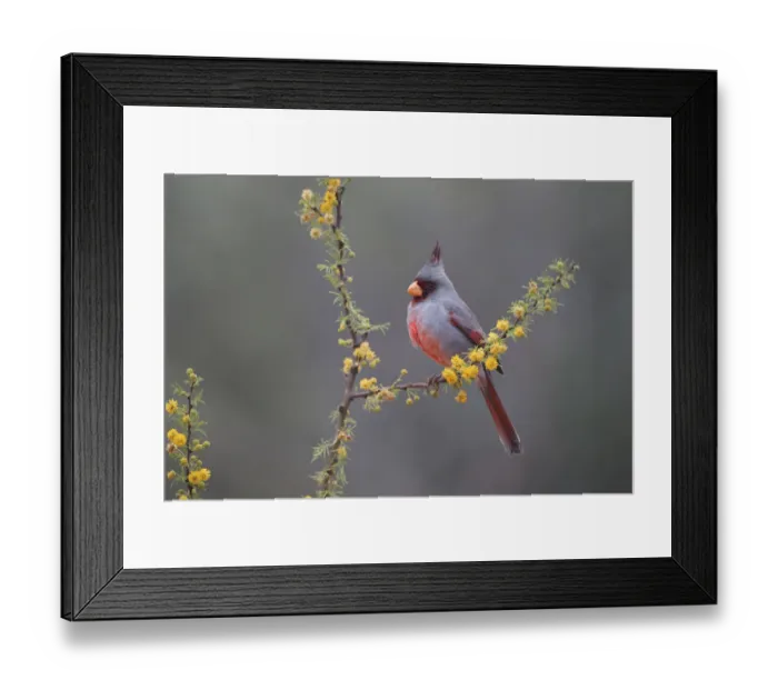 Framed Print : Pyrrhuloxia (Cardinalis sinuatus) perched in blooming Huisachillo bush
