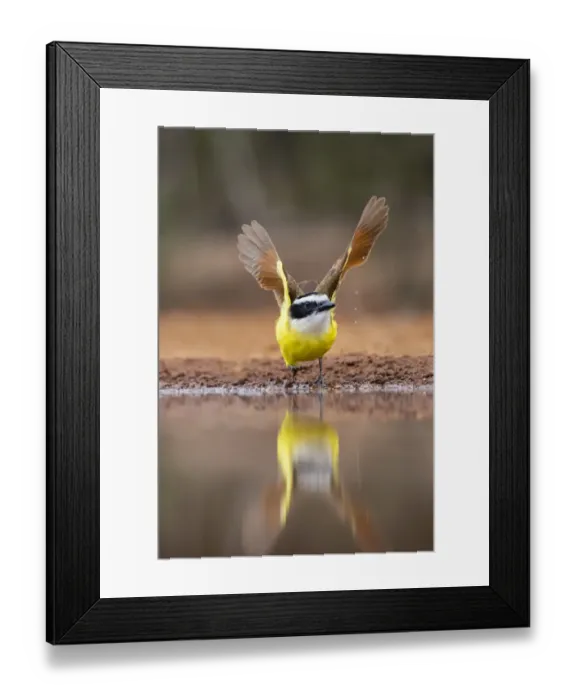Framed Print : Great Kiskadee (Pitangus sulphuratus) flushing Framed Print : Great Kiskadee (Pitangus sulphuratus) flushing