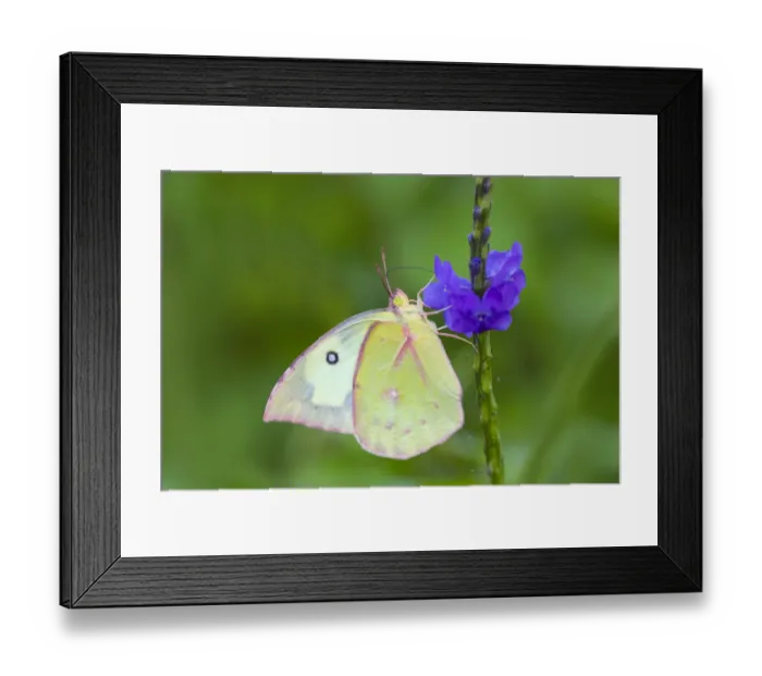 Framed Print : Southern dogface (Colias cesonia) butterfly feeding Framed Print : Southern dogface (Colias cesonia) butterfly feeding