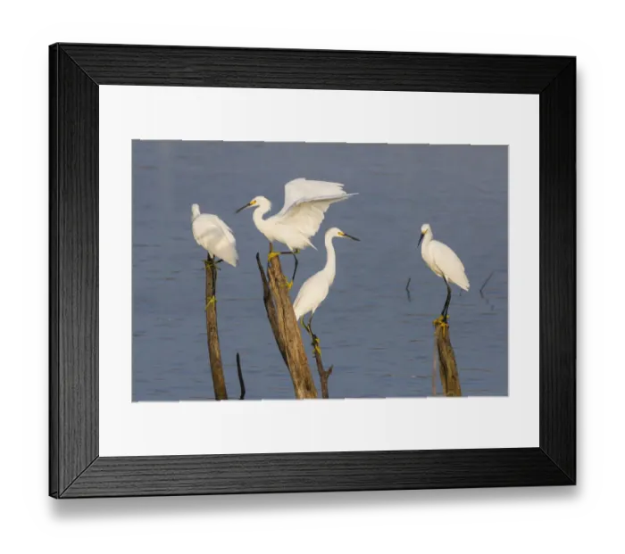 Framed Print : Snowy egrets (Egretta thula) perched Framed Print : Snowy egrets (Egretta thula) perched