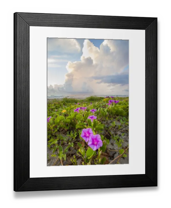 Framed Print : Beach morning glory in bloom Framed Print : Beach morning glory in bloom