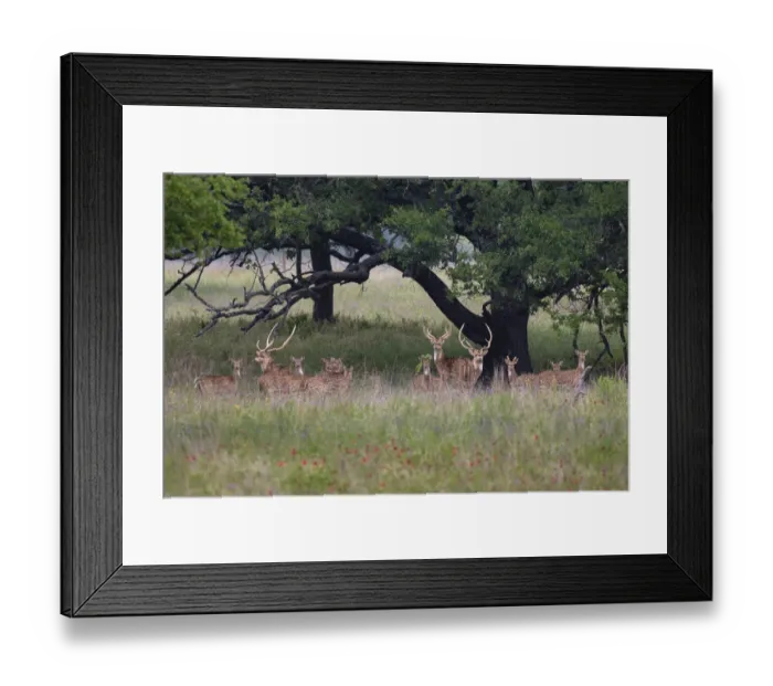 Framed Print : Axis Deer (Axis axis) herd
