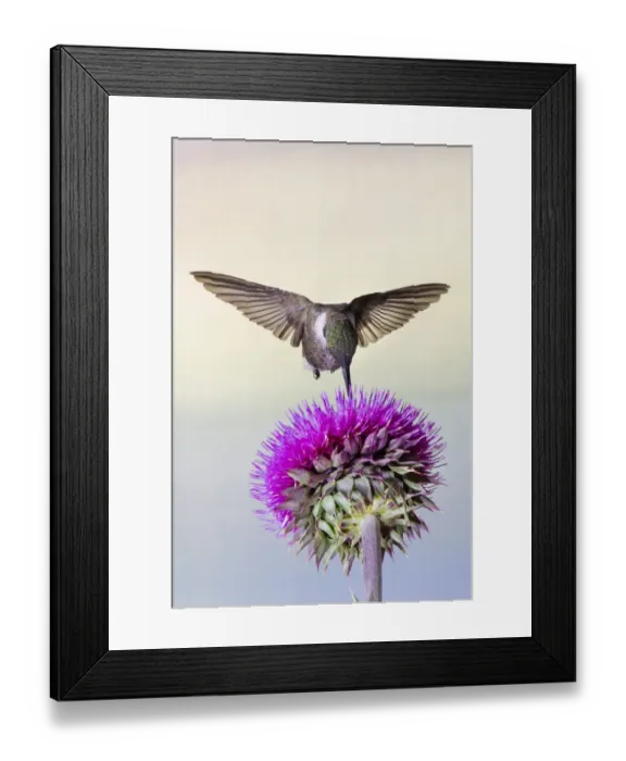 Framed Print : Black-chinned Hummingbird (Archilochus alexandri) feeding at thistle flowers Framed Print : Black-chinned Hummingbird (Archilochus alexandri) feeding at thistle flowers
