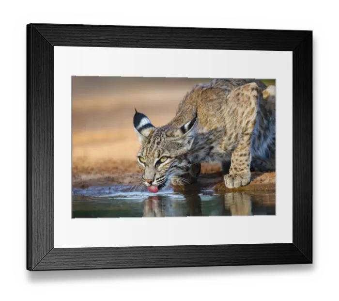 Framed Print : Bobcat (Lynx rufus) drinking Framed Print : Bobcat (Lynx rufus) drinking