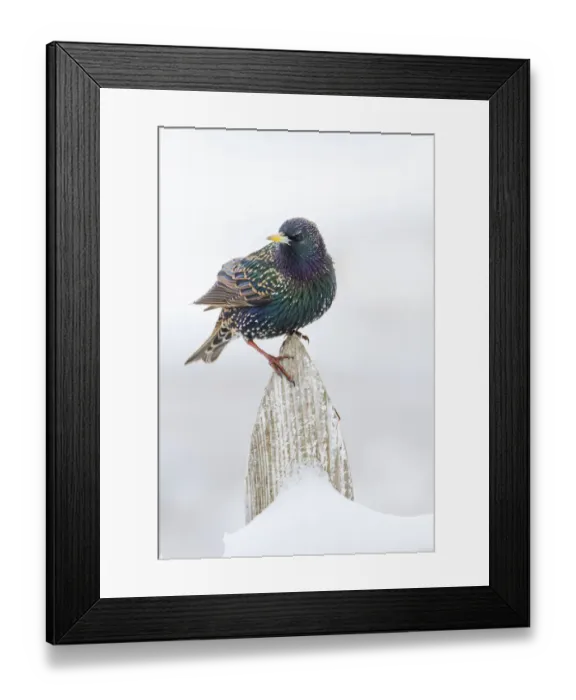 Framed Print : European Starling (Sturnus vulgaris) on picket fence Framed Print : European Starling (Sturnus vulgaris) on picket fence
