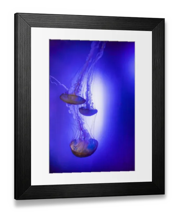Framed Print : Jellyfish in aquarium exhibit