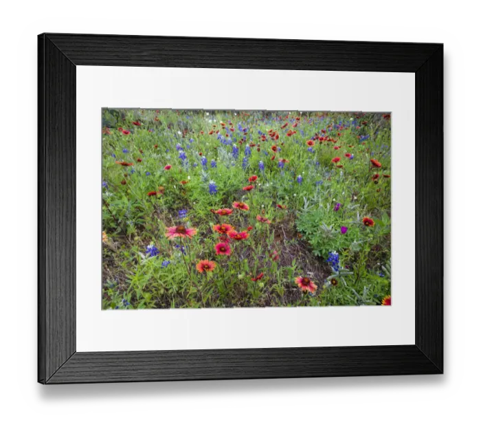 Framed Print : Firewheels and Bluebonnets Framed Print : Firewheels and Bluebonnets