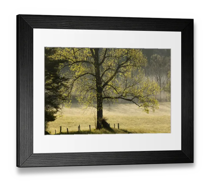 Framed Print : Tree backlit at sunrise, Cades Cove, Cades Cove, Smoky Mountains National Park, Tennessee Framed Print : Tree backlit at sunrise, Cades Cove, Cades Cove, Smoky Mountains National Park, Tennessee