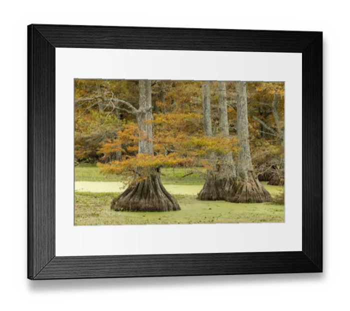 Framed Print : Autumn view of Bald Cypress trees, Reelfoot Lake State Park, Tennessee Framed Print : Autumn view of Bald Cypress trees, Reelfoot Lake State Park, Tennessee
