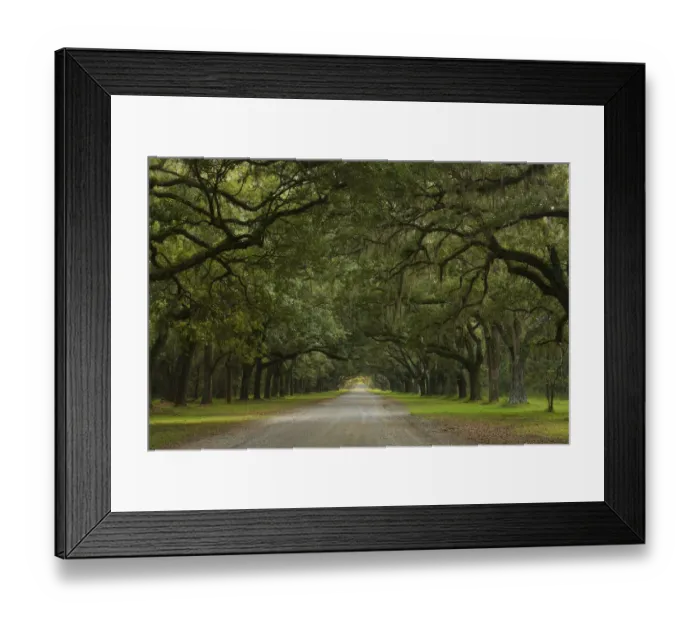 Framed Print : Live Oak Alley, Wormsloe Plantation, Savannah, USA Framed Print : Live Oak Alley, Wormsloe Plantation, Savannah, USA