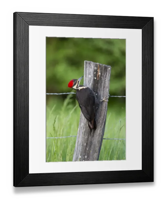 Framed Print : Pileated Woodpecker (Dryocopus pileatus), Great Smoky Mountains National Park, Tennessee Framed Print : Pileated Woodpecker (Dryocopus pileatus), Great Smoky Mountains National Park, Tennessee