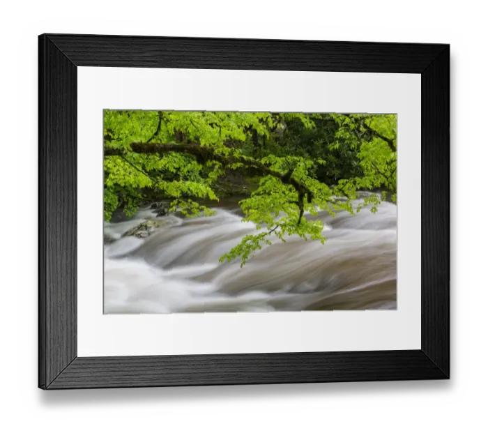 Framed Print : Middle Prong Little River in spring, Great Smoky Mountains National Park, Tennessee Framed Print : Middle Prong Little River in spring, Great Smoky Mountains National Park, Tennessee
