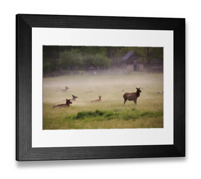Framed Print : USA, Tennessee. Elk in foggy field at Great Smoky Mountains National Park