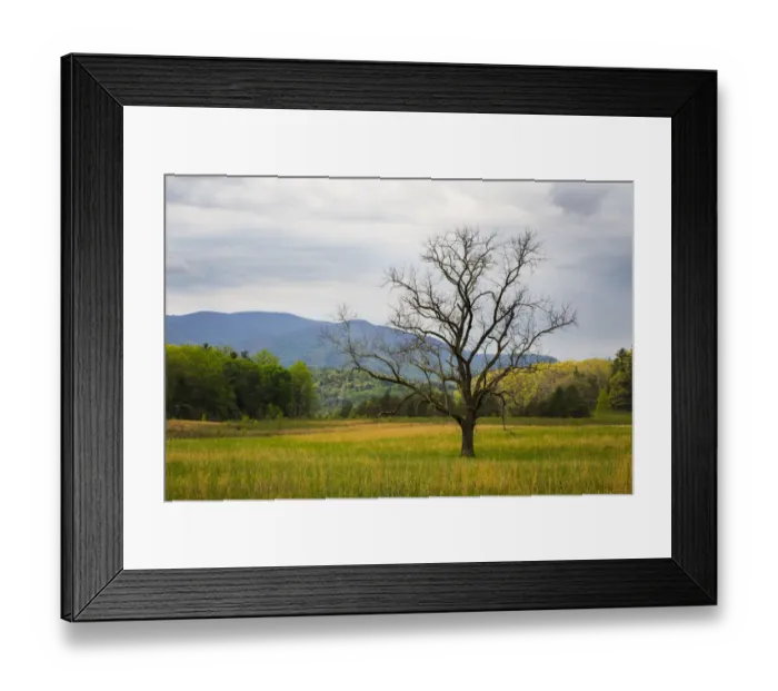 Framed Print : USA, Tennessee. Lone tree in field at Cades Cove Framed Print : USA, Tennessee. Lone tree in field at Cades Cove