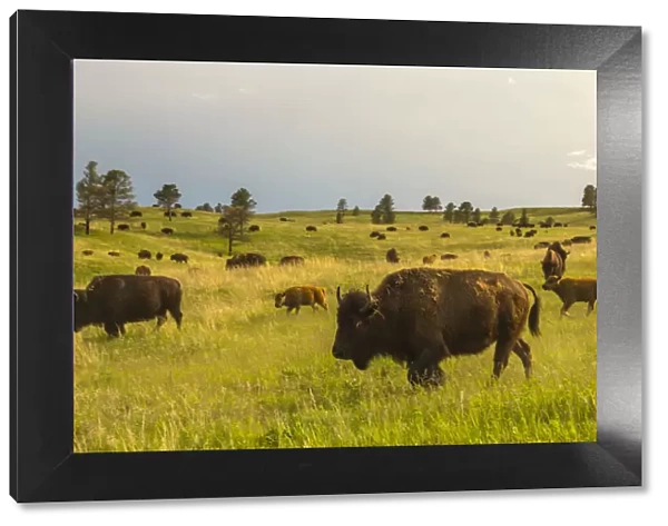 USA, South Dakota, Custer State Park, bison herd