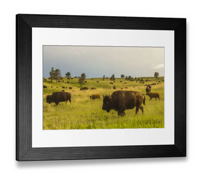 Framed Print : USA, South Dakota, Custer State Park, bison herd Framed Print : USA, South Dakota, Custer State Park, bison herd