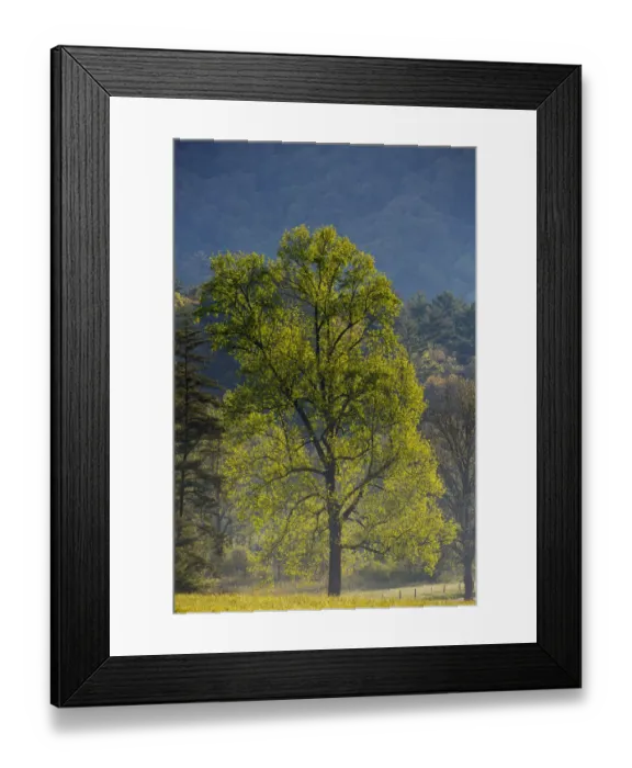 Framed Print : USA, Tennessee. Tree in morning light in field at Cades Cove Framed Print : USA, Tennessee. Tree in morning light in field at Cades Cove