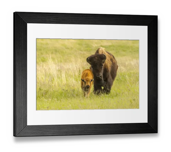 Framed Print : USA, South Dakota, Custer State Park. Bison parent and calf in meadow Framed Print : USA, South Dakota, Custer State Park. Bison parent and calf in meadow
