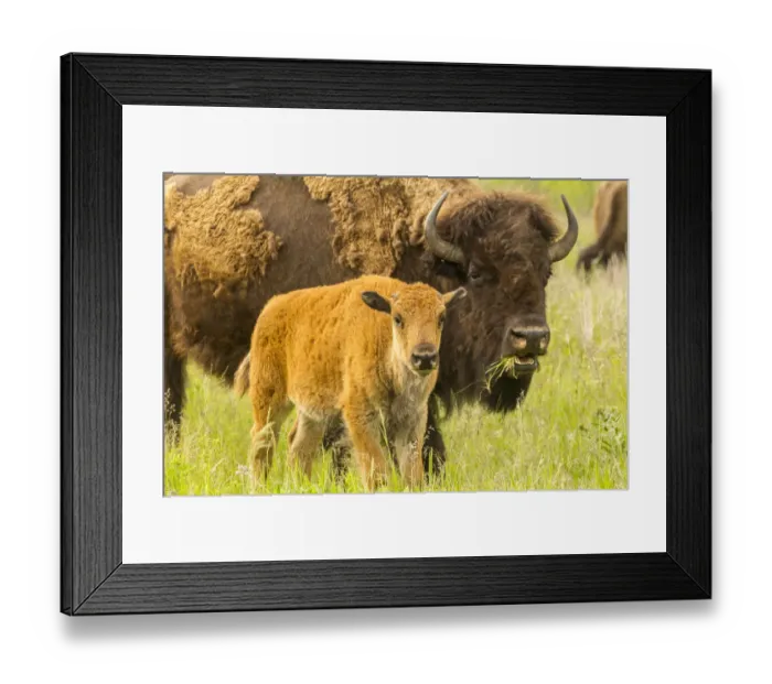 Framed Print : USA, South Dakota, Custer State Park. Bison parent and calf in meadow Framed Print : USA, South Dakota, Custer State Park. Bison parent and calf in meadow