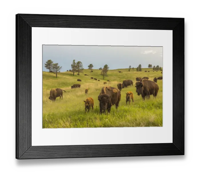 Framed Print : USA, South Dakota, Custer State Park. Bison parents and calves in meadow Framed Print : USA, South Dakota, Custer State Park. Bison parents and calves in meadow