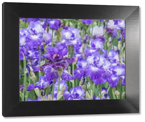 USA, Oregon, Salem, Bearded Iris springtime bloom