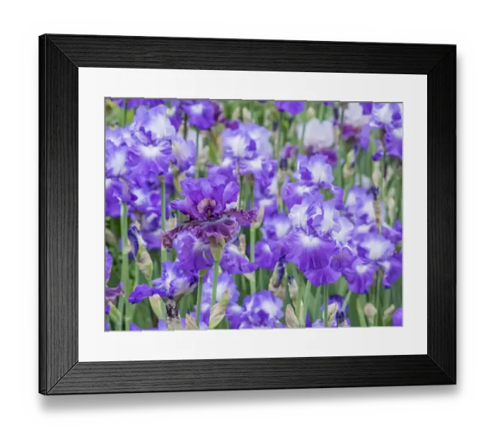 Framed Print : USA, Oregon, Salem, Bearded Iris springtime bloom Framed Print : USA, Oregon, Salem, Bearded Iris springtime bloom