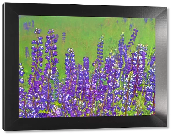 USA, California, Redwood National Park. Abstract of lupine flowers