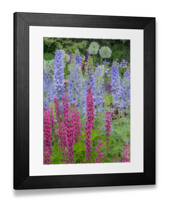 Framed Print : USA, Oregon, Salem springtime garden with Lupine, Allum and Delphinium Framed Print : USA, Oregon, Salem springtime garden with Lupine, Allum and Delphinium