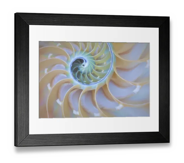 Framed Print : USA, Oregon. Close-up detail of nautilus shell. Credit as