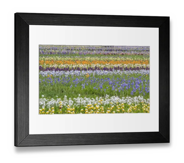 Framed Print : USA, Oregon, Salem Bearded Iris grown in field Framed Print : USA, Oregon, Salem Bearded Iris grown in field