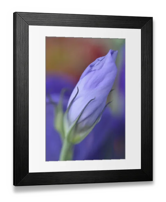 Framed Print : USA, Oregon, Portland. Close-up of lisianthus flower bud Framed Print : USA, Oregon, Portland. Close-up of lisianthus flower bud