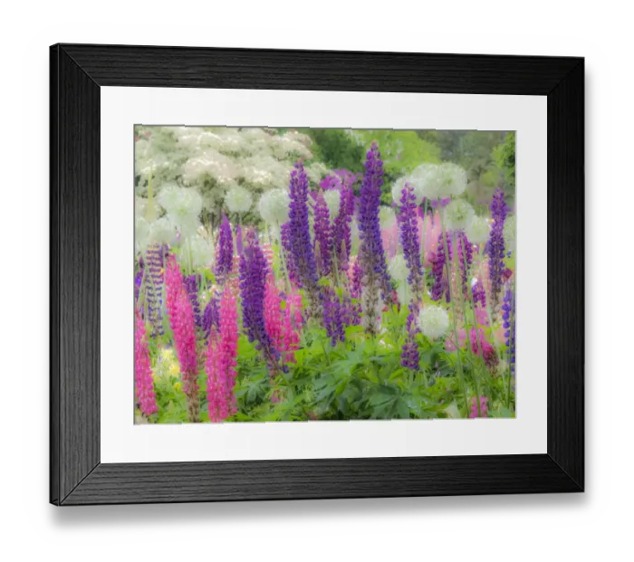 Framed Print : USA, Oregon, Salem, Garden planted with Russel Lupine and Allum