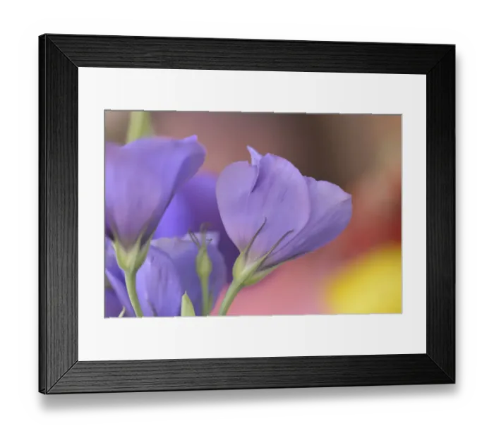 Framed Print : USA, Oregon, Portland. Close-up of lisianthus flowers and bud Framed Print : USA, Oregon, Portland. Close-up of lisianthus flowers and bud